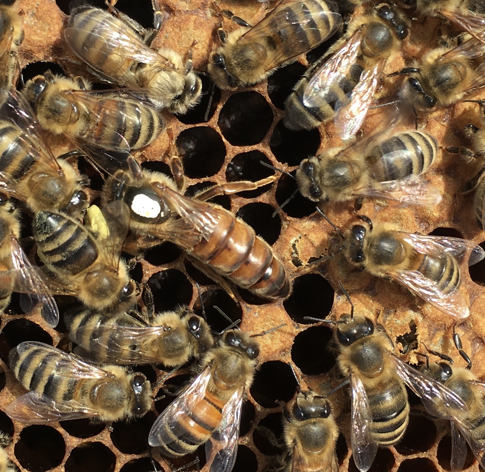 Bull Bay Honey