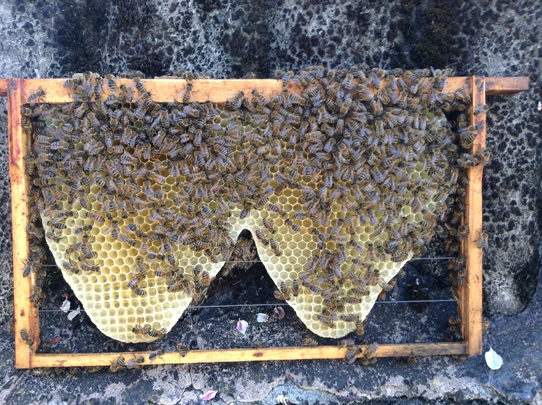 Bull Bay Honey