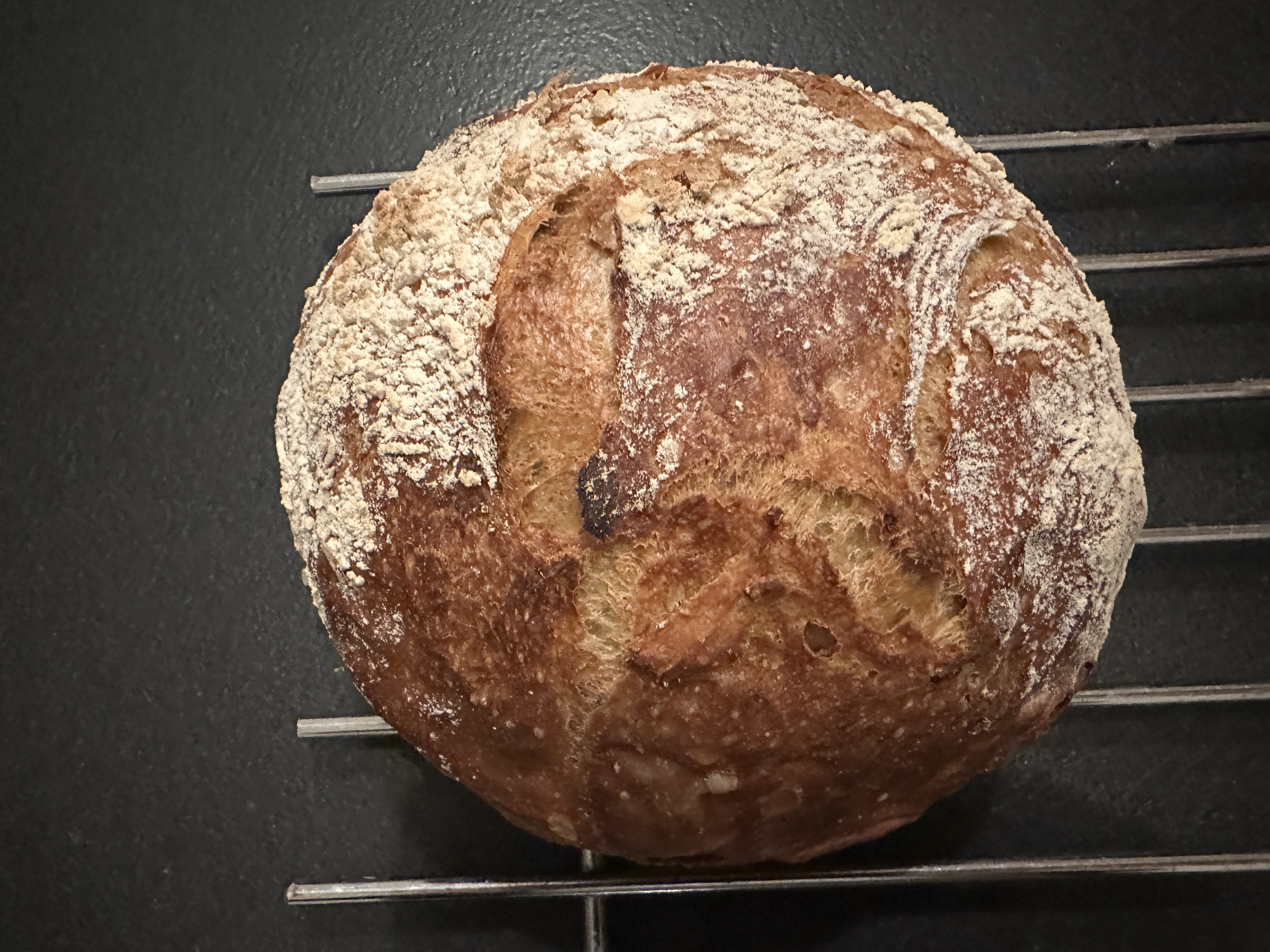 Rustic artisan Three Malts and Sunflower seed boule with extended fermentation and high hydration
