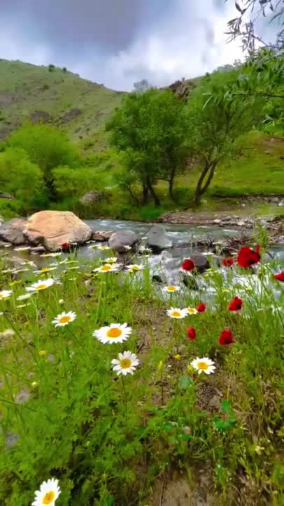 100 Nature Video Clips 