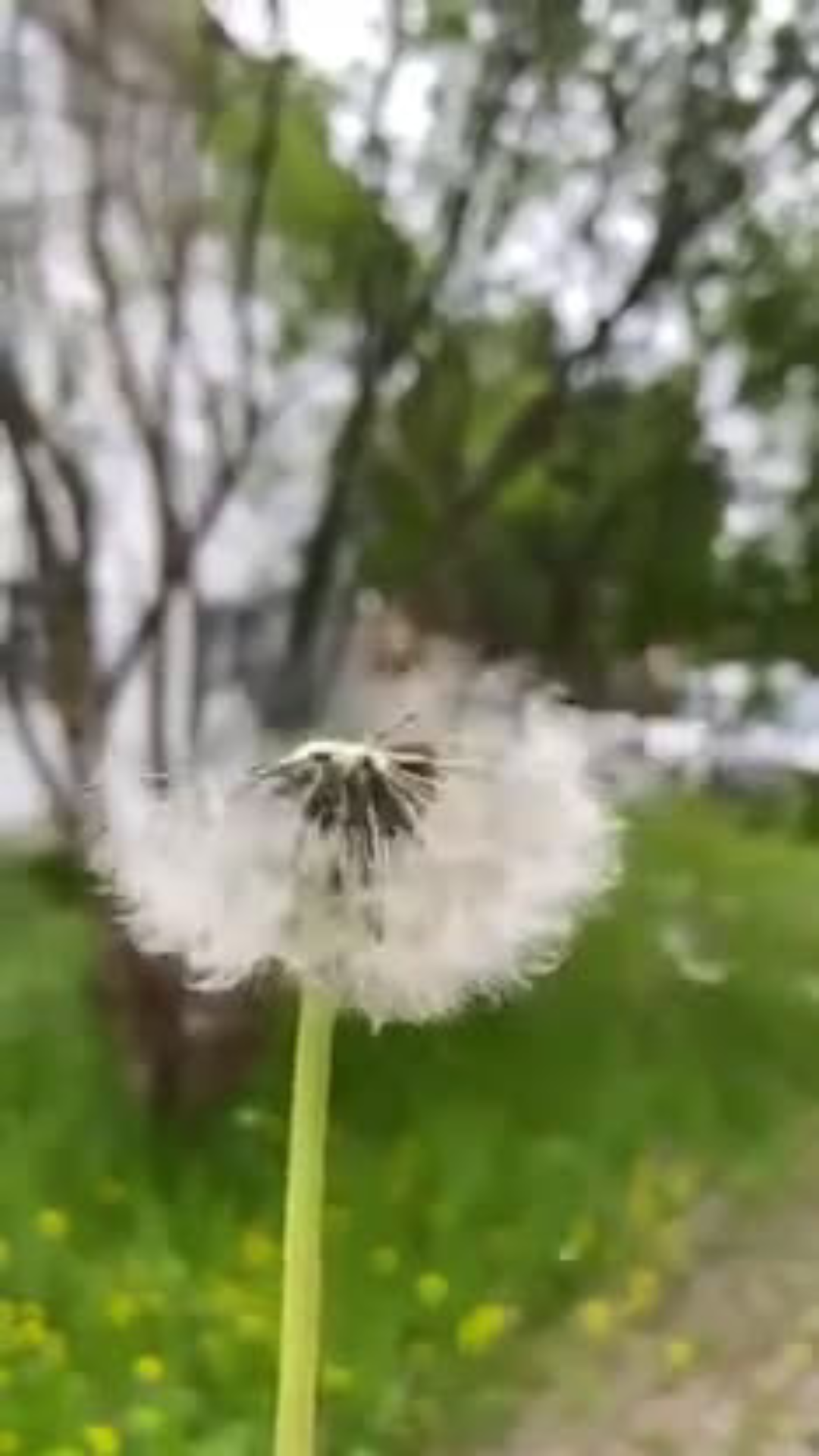 100 Nature Video Clips 