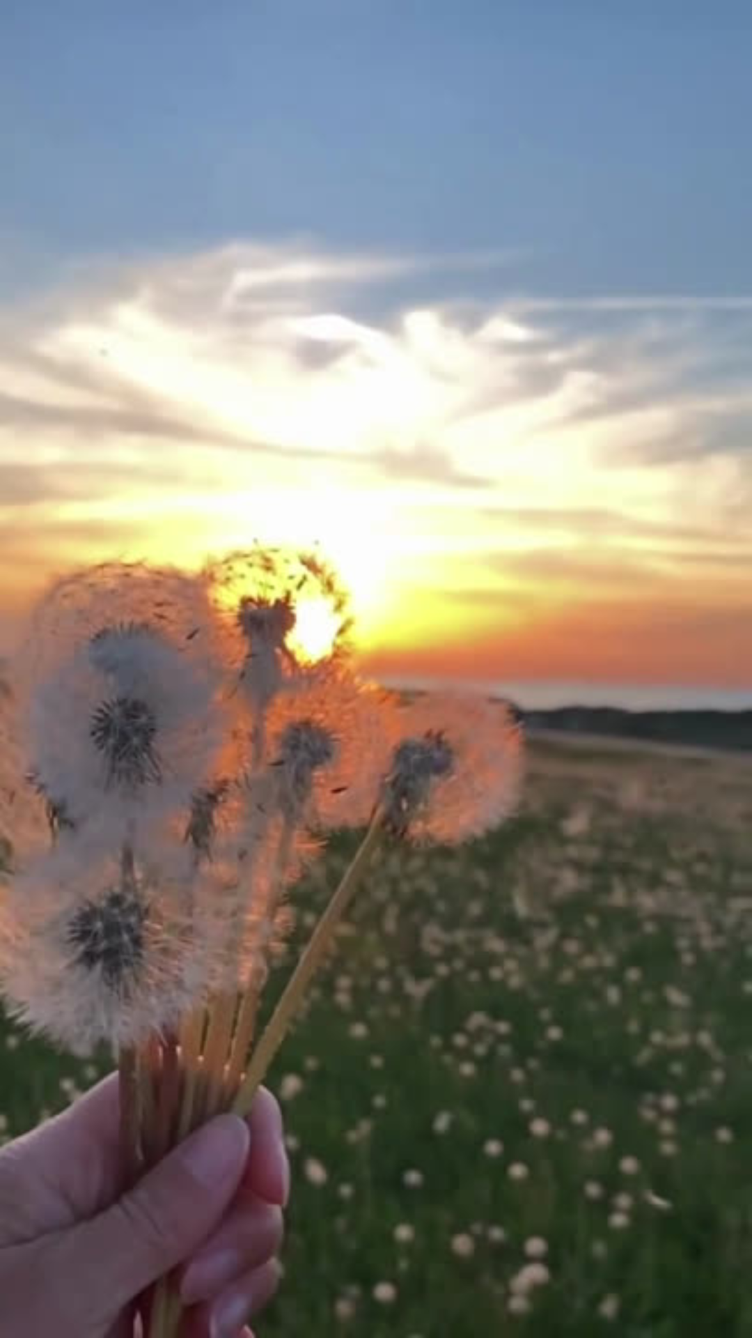 100 Nature Video Clips 