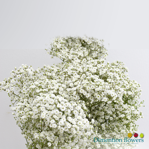 Gypsophila