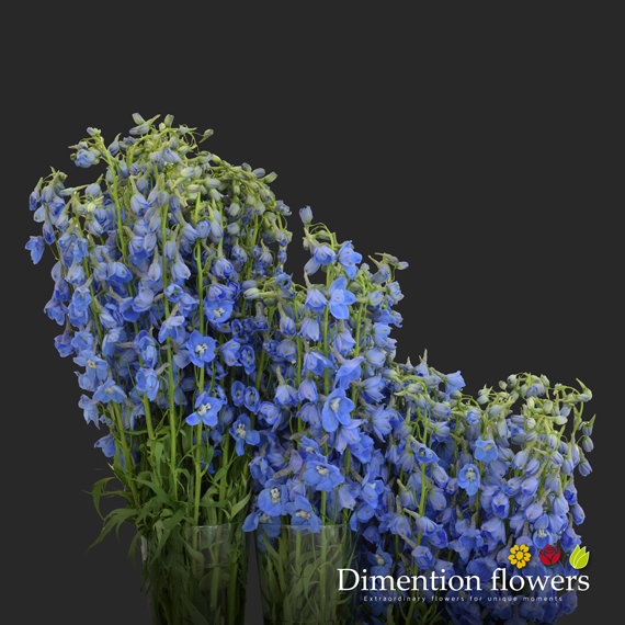 Light Blue Delphinium