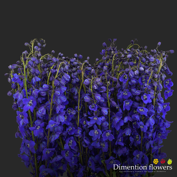Blue Delphinium