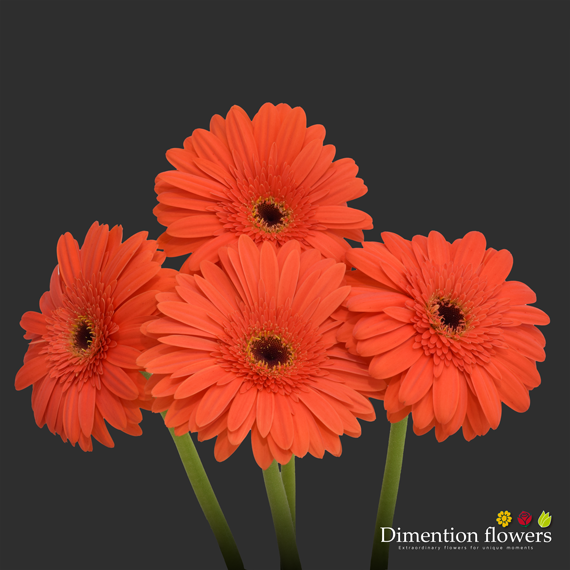 Orange Gerbera