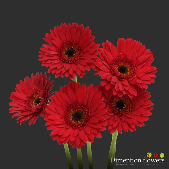 Red Gerbera