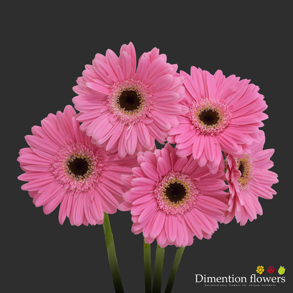 Pink Gerbera