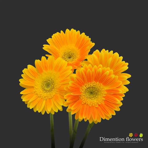 Dark Yellow Gerbera