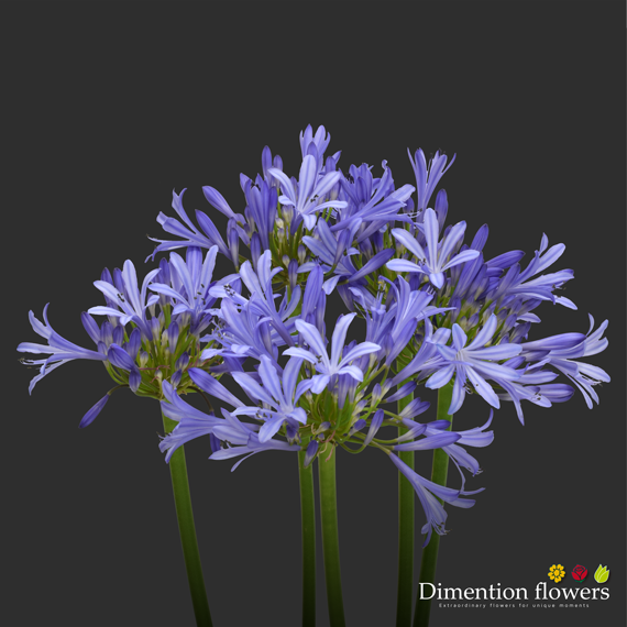 Purple Agapanthus