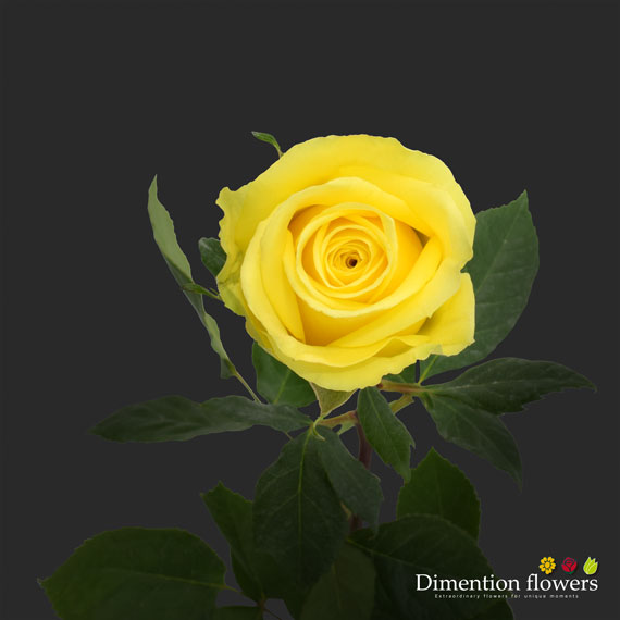 Stardust Rose