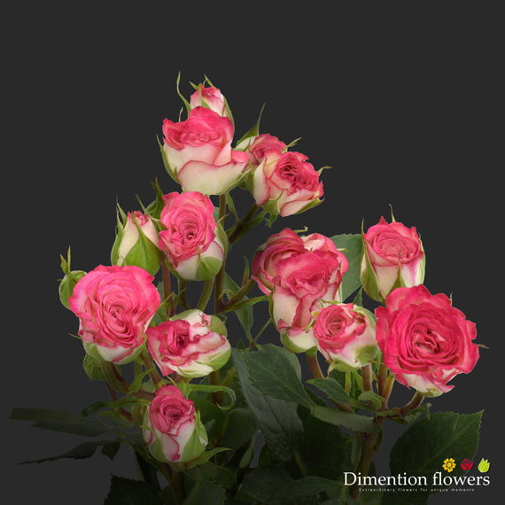 Electra Spray Rose