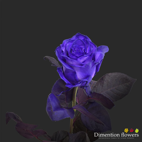 Tinted Rose 1