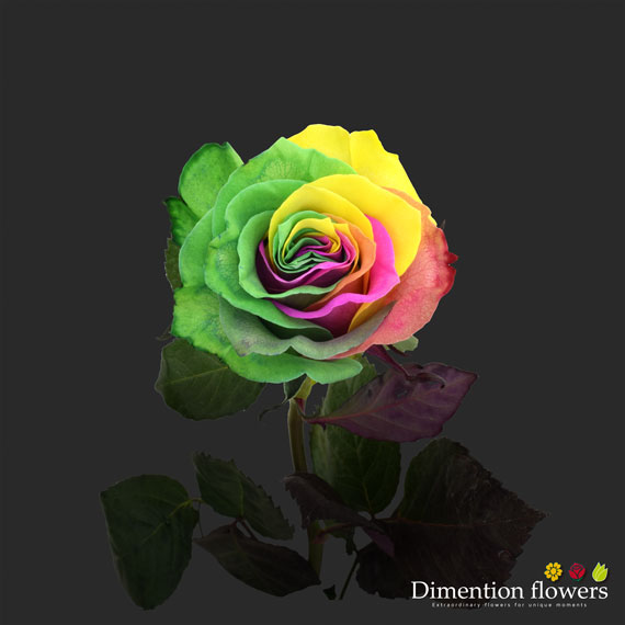 Tinted Rose 2