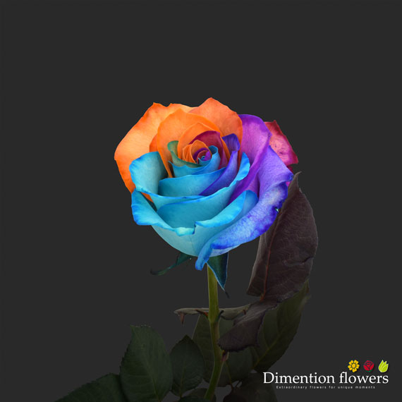 Tinted Rose 3