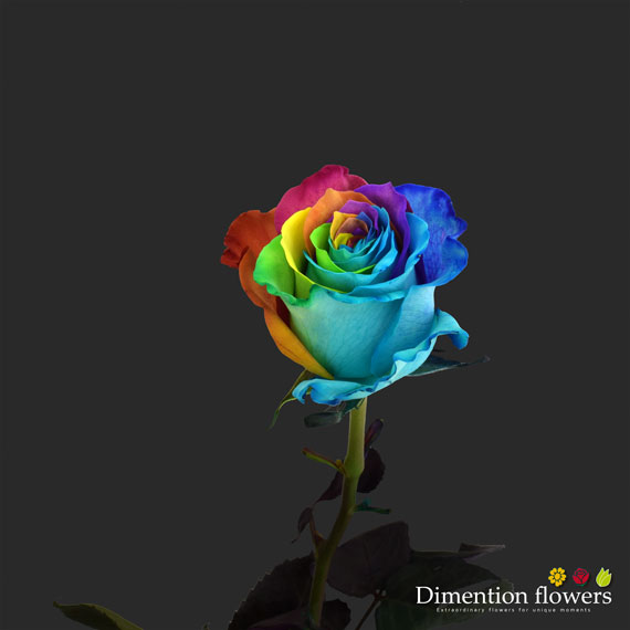 Tinted Rose 4