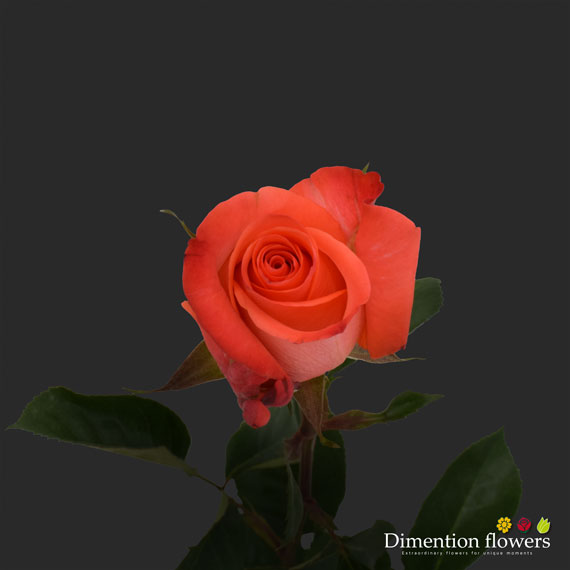 Woow Rose