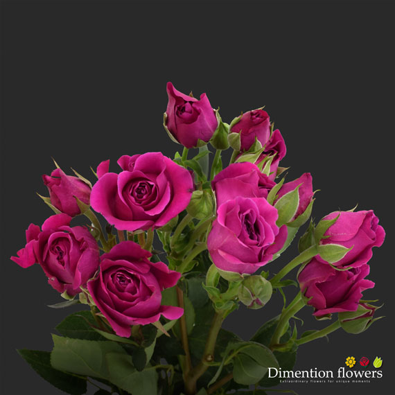 Hot Majolica Spray Rose