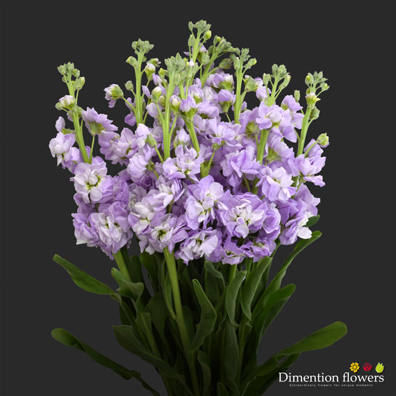 Lavanda Stock