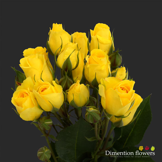 Suncity Spray Rose