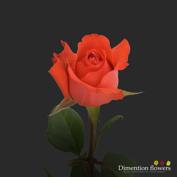 Star 2000 Rose
