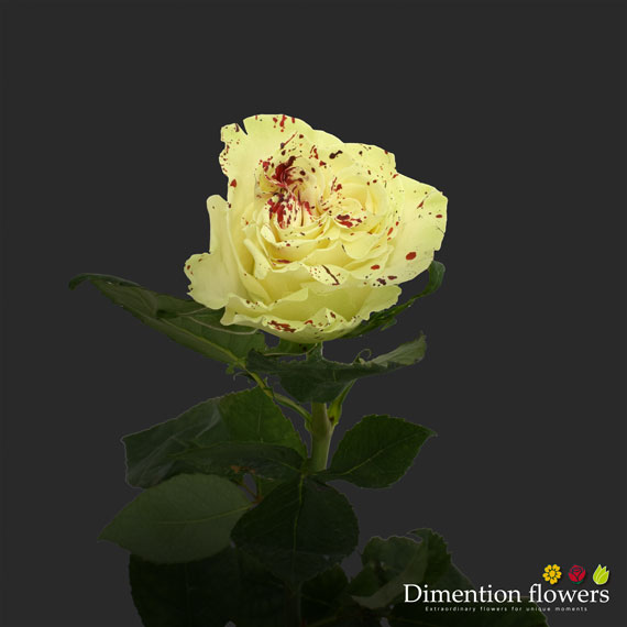 Tinted Rose 5