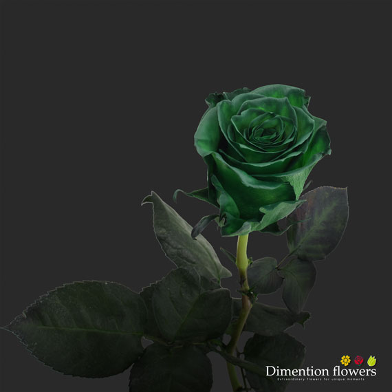 Tinted Rose 6