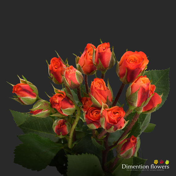Mambo Spray Rose