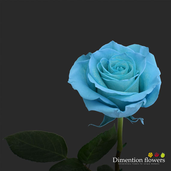 Tinted Rose 7