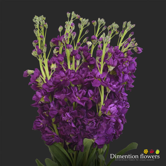 Purple Stock