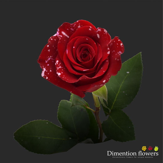 Tinted Rose 8