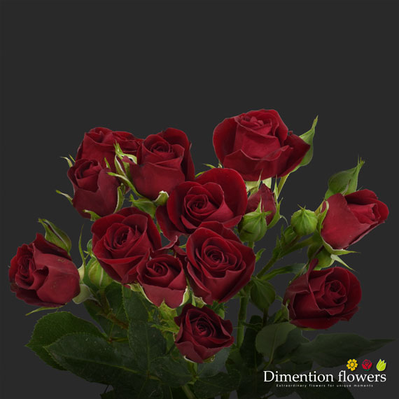 Rubicon Spray Rose
