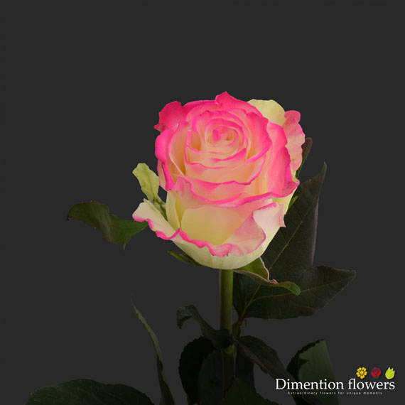 Tinted Rose 9