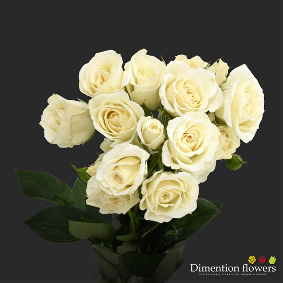 Vivian Spray Rose