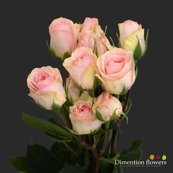 Starblush Spray Rose