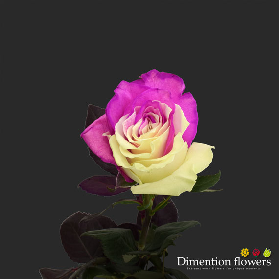 Tinted Rose 10