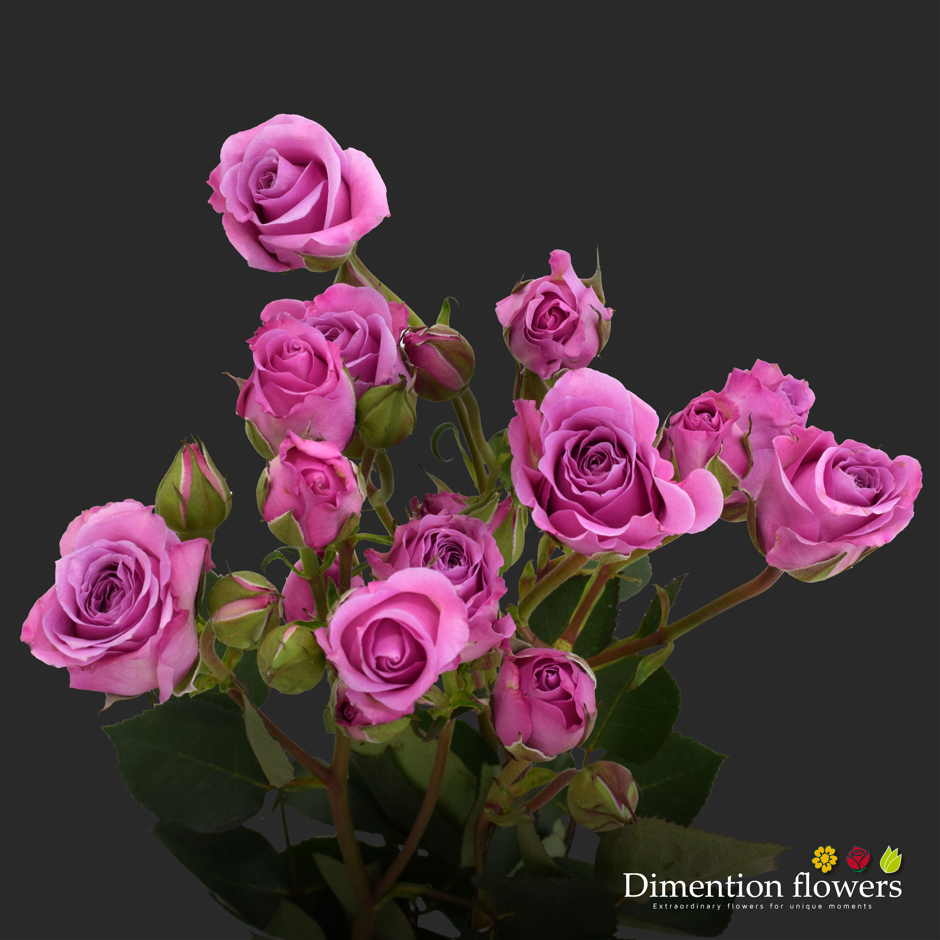 Blue Moon Spray Rose