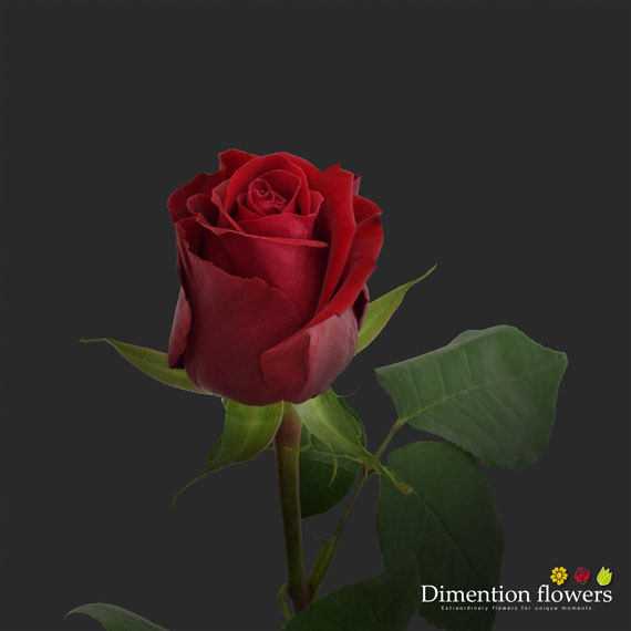 Fortune Rose