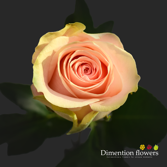 Amorosa Rose