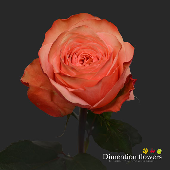 Kahala Rose