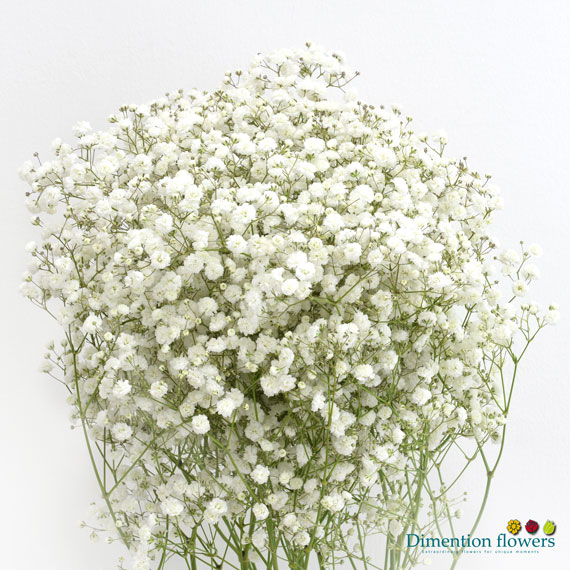 Xlence Gypsophila