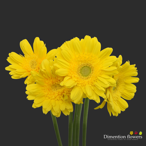 Yellow Gerbera