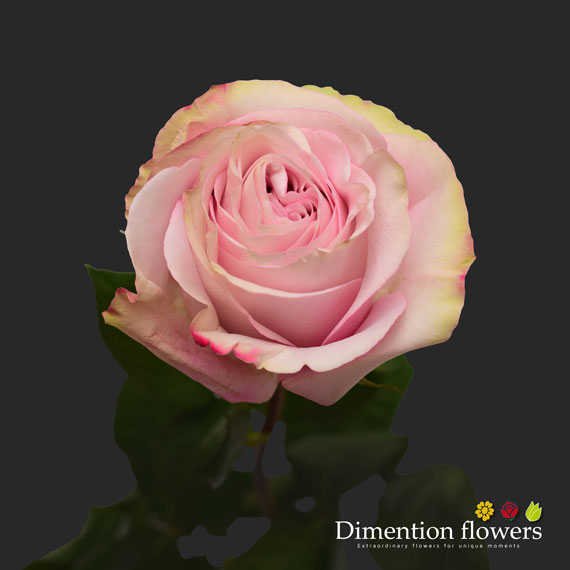Secret Garden Rose