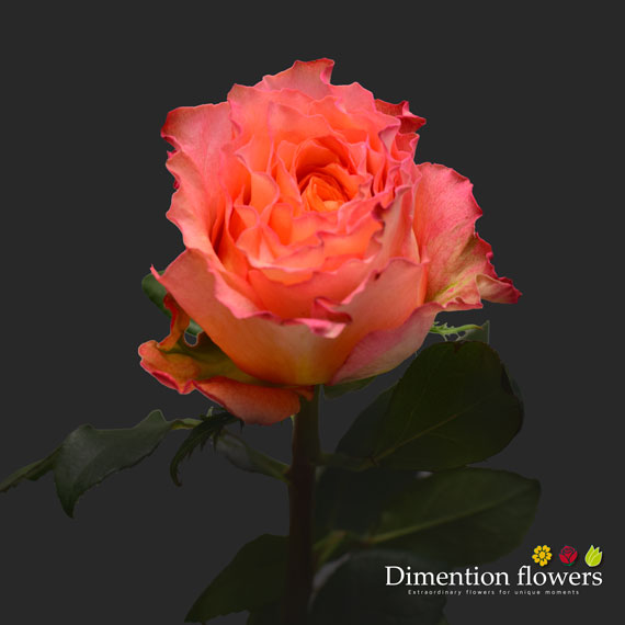 Free Spirit Rose