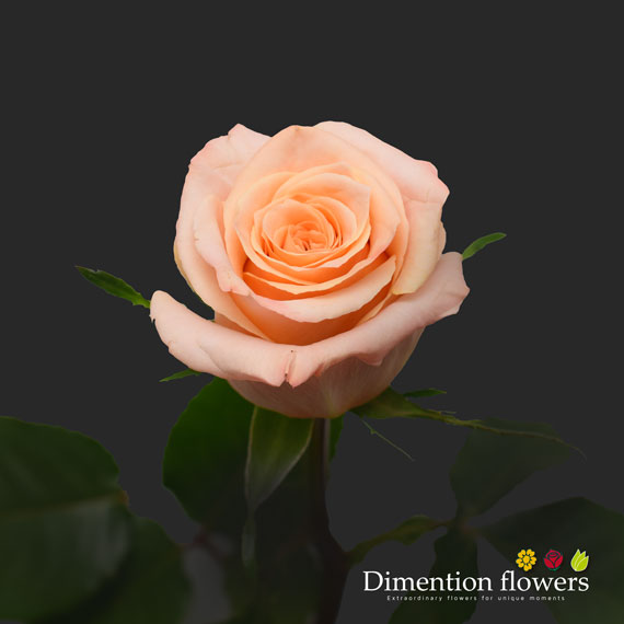 Shimmer Rose