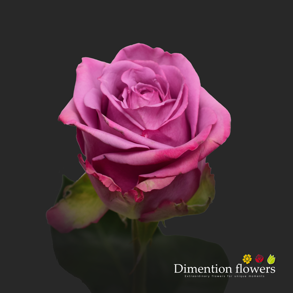Cool Water Rose