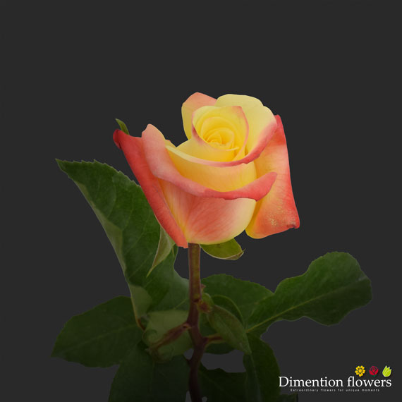 Florida Rose