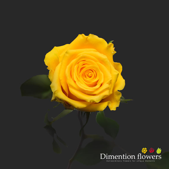 Impact Rose