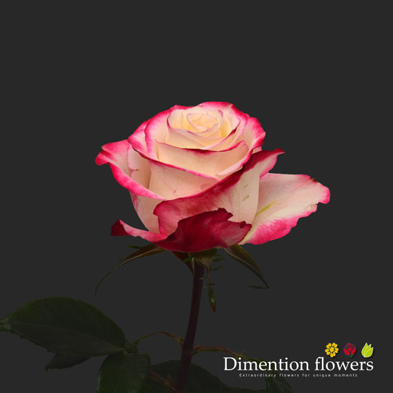 Sweetness Rose