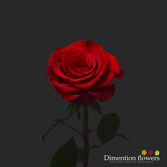 Scarlata Rose